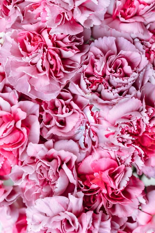 a close up of a bunch of pink carnations, award-winning crisp details”, payne's grey and venetian red, highly polished, ruffles