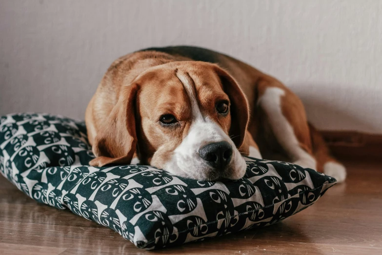 a dog laying on a pillow on the floor, unsplash, visual art, patterned, cute beagle, sad grumpy face, a wooden