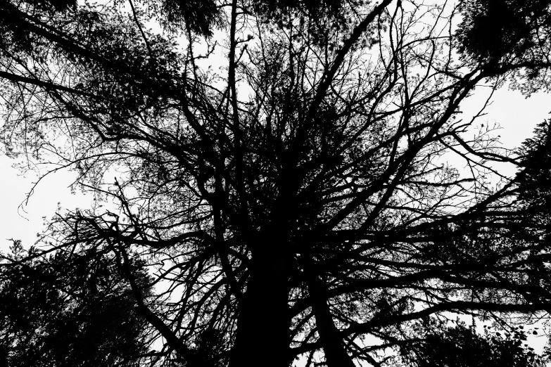 a black and white photo of a tree, a black and white photo, inspired by Edgar Schofield Baum, pexels, vorticism, silhouette!!!, red woods canopy love, blair witch, hemlocks