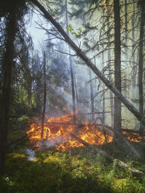 a forest fire in the middle of a forest, by Anato Finnstark, hurufiyya, paul barson, profile image