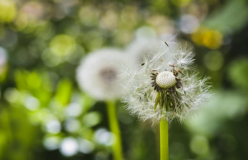 a close up of a dandelion with a blurry background, unsplash, hurufiyya, high quality image”, fan favorite, parks and gardens, very high resolution