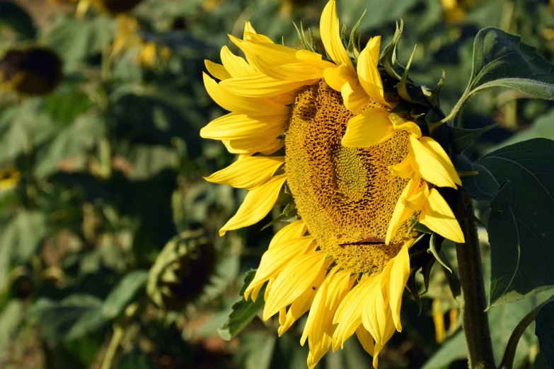 a close up of a sunflower in a field, by David Simpson, pexels, fan favorite, embarrassed, yellow, winking