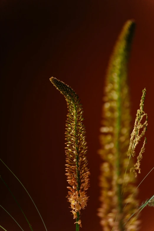 a close up of a flower in a vase, a macro photograph, by David Simpson, orange grass, tall plants, brown, lights on