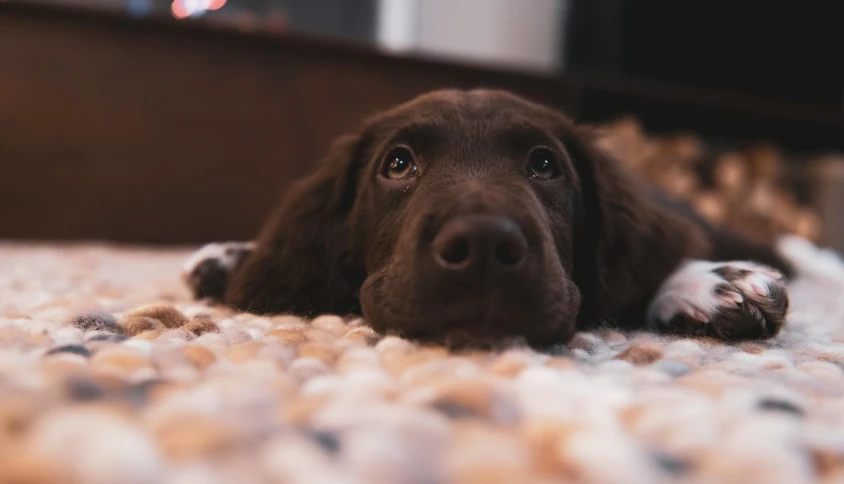 a close up of a dog laying on a rug, pexels contest winner, chocolate, gif, looking towards camera, australian