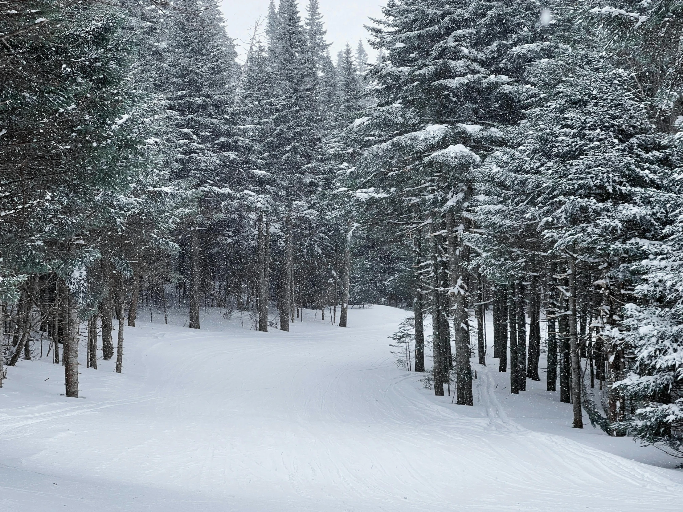 a man riding skis down a snow covered slope, by Alice Mason, pexels contest winner, beautiful pine tree landscape, new hampshire, grey, panoramic shot