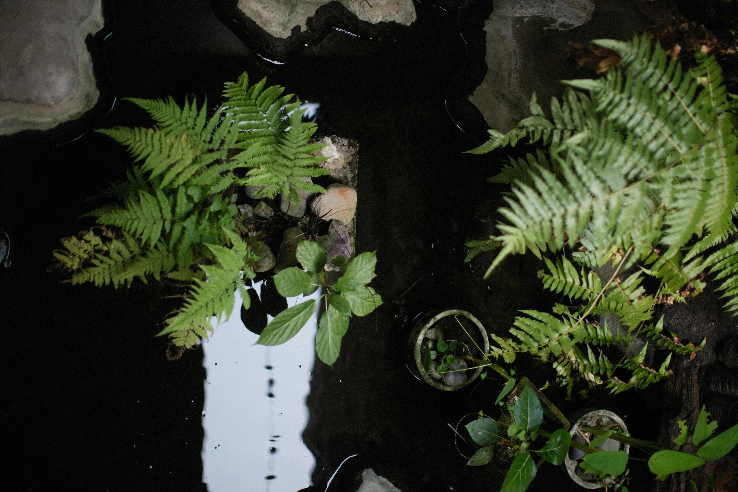 a pond filled with lots of green plants, a still life, unsplash, hurufiyya, ferns and mold on concrete, on black background, terrarium, multiple stories