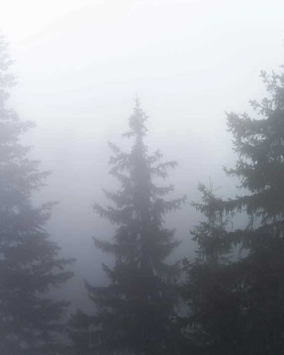 a man riding a snowboard down a snow covered slope, an album cover, inspired by Elsa Bleda, unsplash contest winner, romanticism, in a foggy redwood forest, ((trees)), dancing in front of fog, overcast gray skies