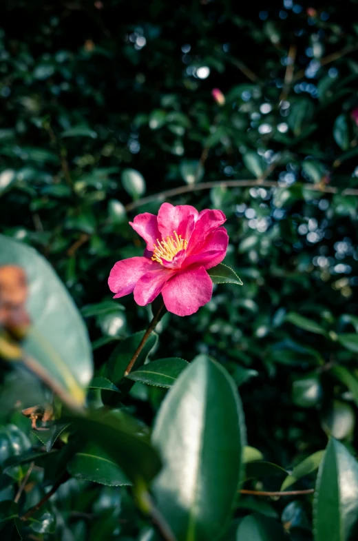a pink flower sitting in the middle of a bush, a portrait, unsplash, alabama, shot with sony alpha 1 camera, multicolored, a high angle shot