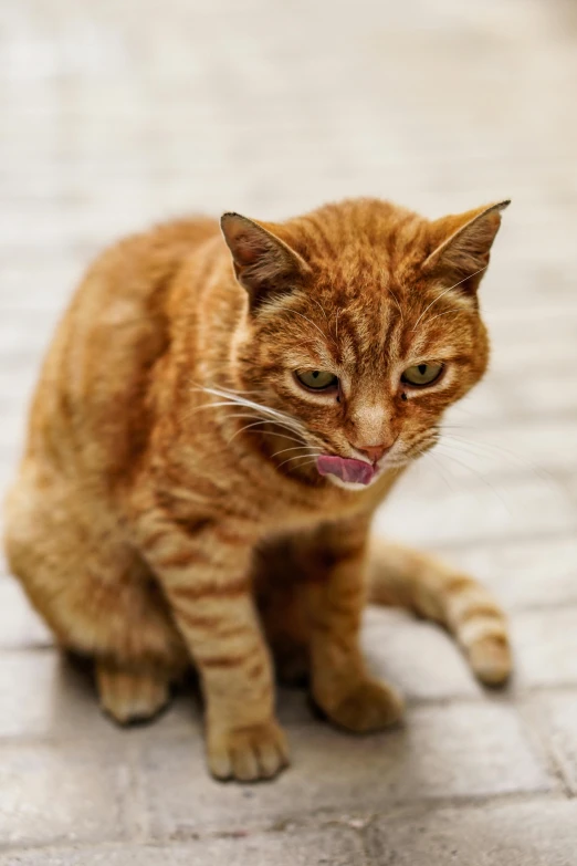 a close up of a cat on a tiled floor, a picture, by Julia Pishtar, shutterstock, licking tongue, scolding, orange cat, sickly