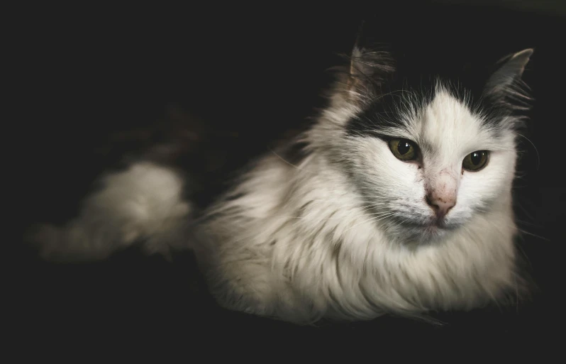 a black and white cat laying down in the dark, trending on unsplash, photorealism, fluffy mane, high quality photo, portrait of an old, heterochromia