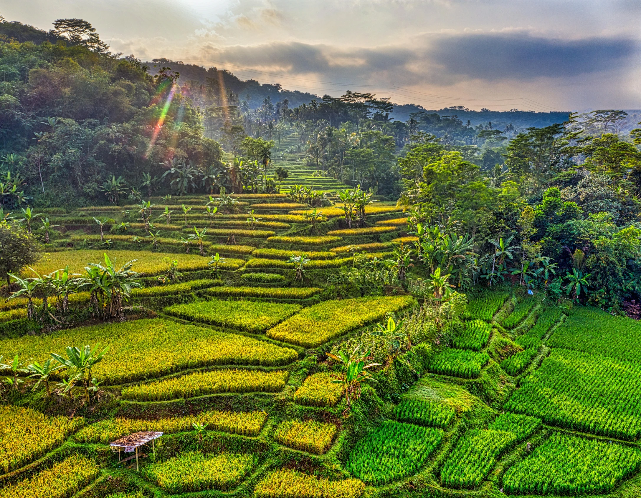 an aerial view of a lush green rice field, by Daren Bader, pexels contest winner, sumatraism, late afternoon sun, colourful jungle, staggered terraces, panoramic