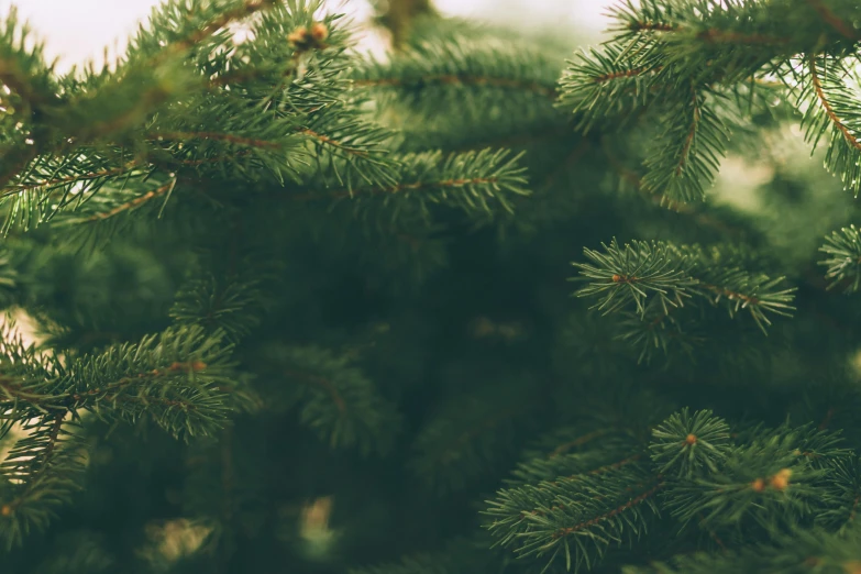 a close up view of a pine tree, profile image, christmas tree, dark green, green