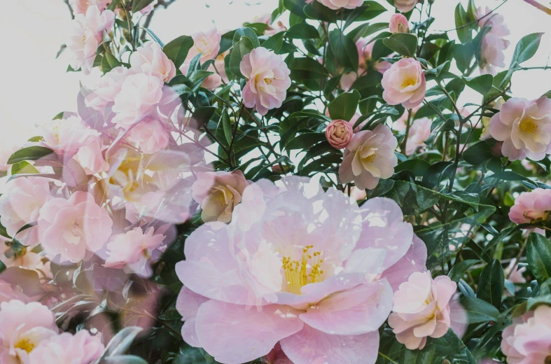 a bunch of pink flowers sitting on top of a lush green field, unsplash, romanticism, in bloom greenhouse, manuka, pale as marble, peony