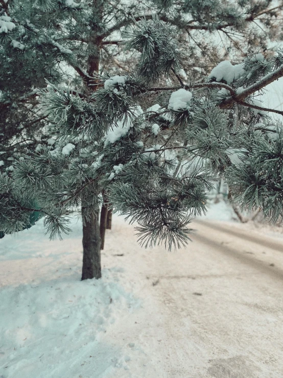 a red fire hydrant sitting on the side of a snow covered road, an album cover, inspired by Elsa Bleda, pexels contest winner, trees!!, pine tree, grey, driveway