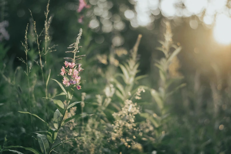 a bunch of flowers that are in the grass, a picture, by Anna Boch, unsplash, romanticism, dappled in evening light, tall plants, cottagecore, soft light - n 9