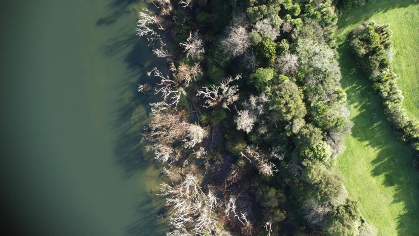 an aerial view of a river surrounded by trees, by Elizabeth Durack, unsplash, hurufiyya, dead trees, ignant, photorealistic image, loosely cropped