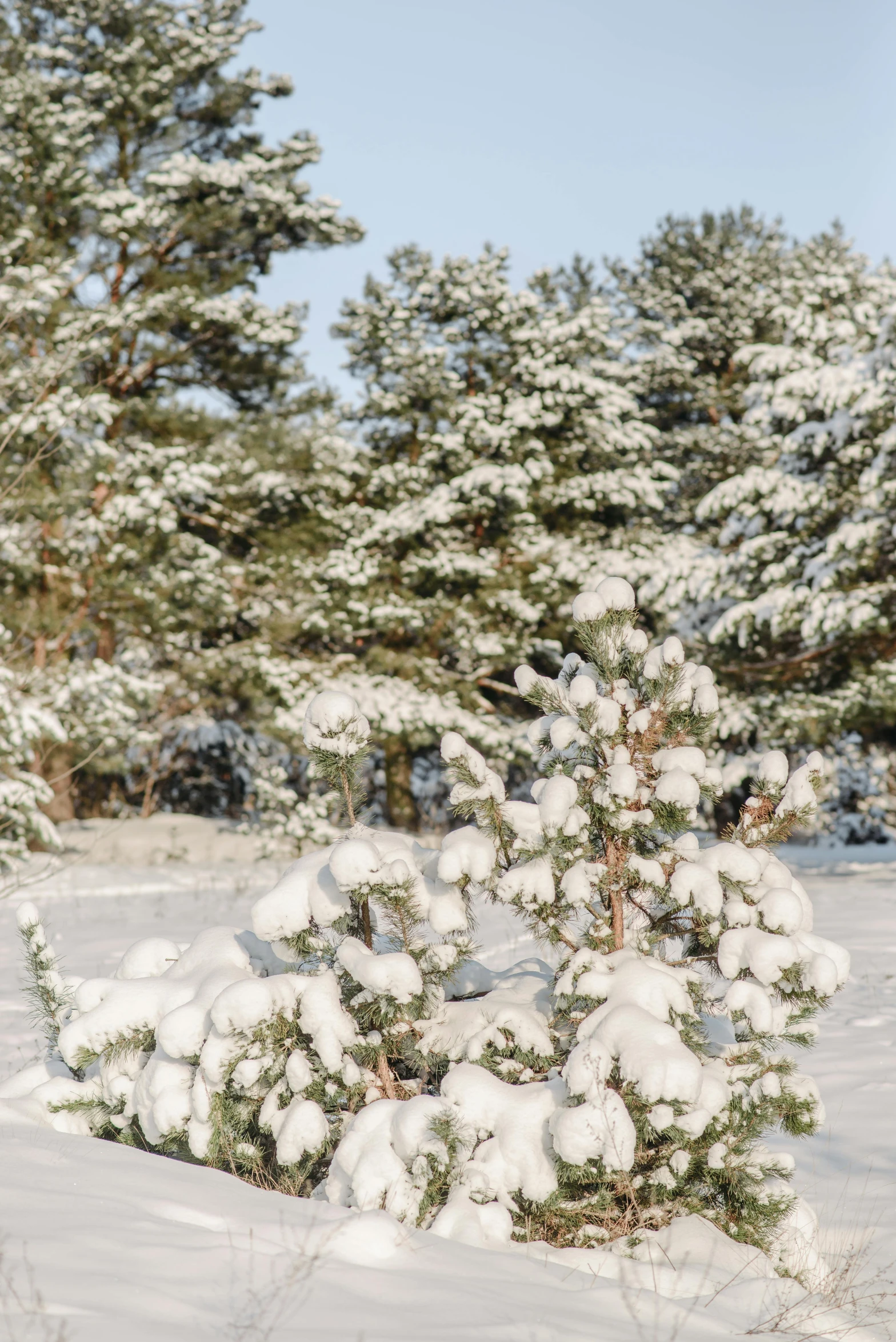 a man riding a snowboard down a snow covered slope, by Grytė Pintukaitė, trending on unsplash, fine art, beautiful pine tree landscape, background image, swedish countryside, (3 are winter