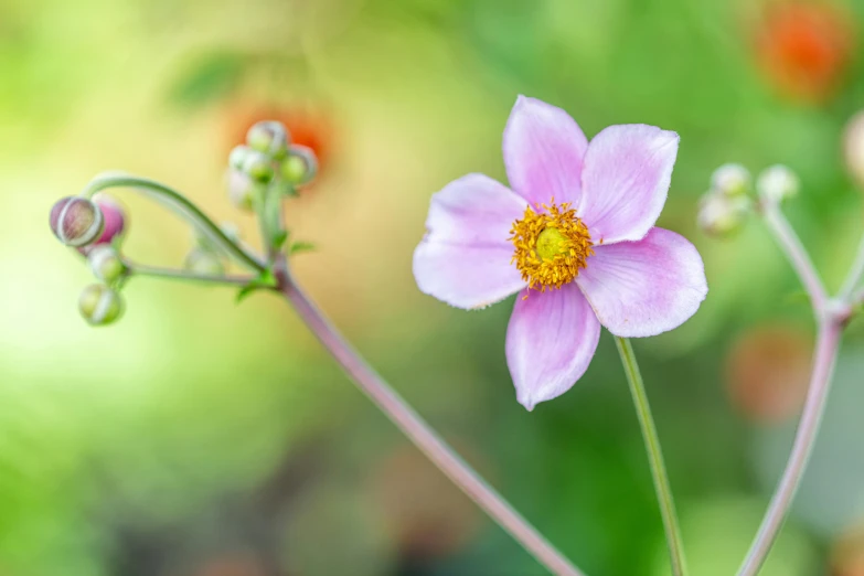 a close up of a flower with a blurry background, by Bertram Brooker, unsplash, miniature cosmos, cottagecore flower garden, soft colours, a high angle shot