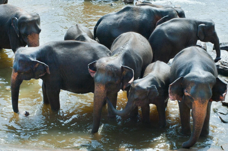 a herd of elephants standing in a body of water, sri lanka, slightly smiling, multiple stories, thumbnail