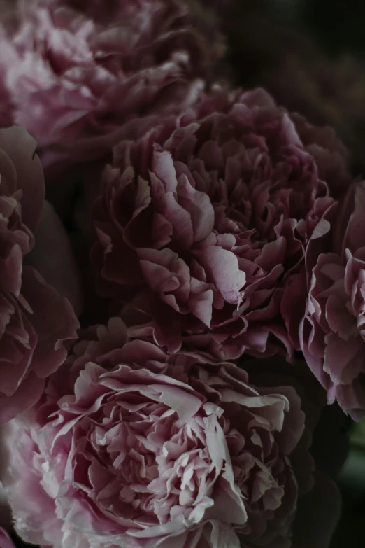 a bunch of pink flowers in a vase, pexels contest winner, baroque, soft dark muted colors, peony, zoomed in, dynamic closeup