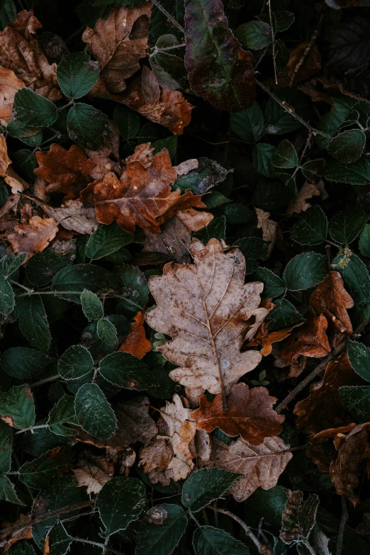 a teddy bear sitting on top of a pile of leaves, a screenshot, inspired by Elsa Bleda, trending on pexels, made of leaves, earth colors, thumbnail, background image