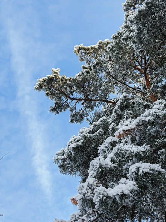 a man flying through the air while riding a snowboard, by Sven Erixson, pexels contest winner, hurufiyya, an enormous silver tree, evergreen branches, today\'s featured photograph 4k, cold as ice! 🧊