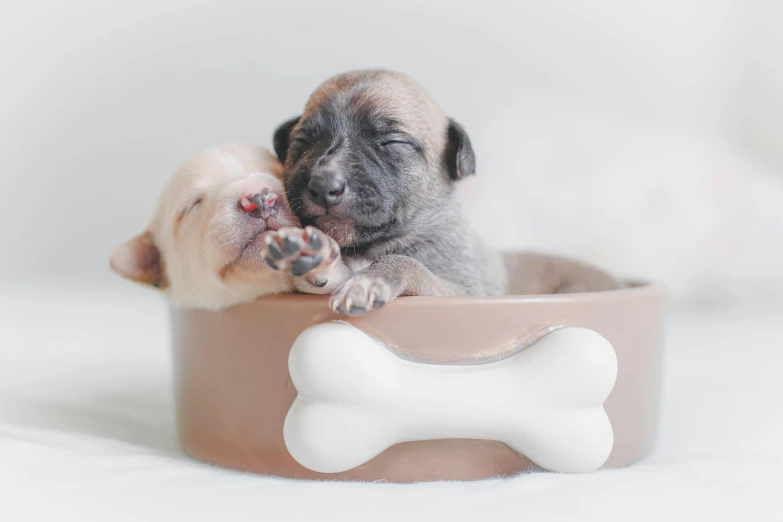 a couple of puppies are sitting in a bowl, by Emma Andijewska, pexels contest winner, cozy bed, it was full of bones, thumbnail, 1 2 9 7