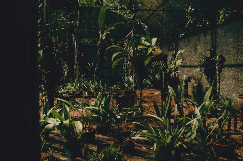 a garden filled with lots of green plants, unsplash, australian tonalism, orchids, lo fi, in the tropical wood, potted plants