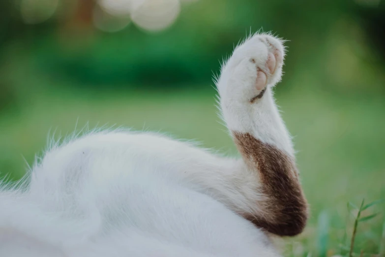 a cat laying on its back in the grass, trending on unsplash, arabesque, greeting hand on head, white, high quality photo, floppy ears