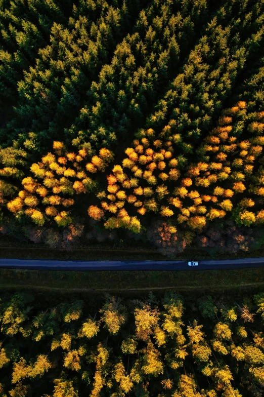 a car driving down a road next to a forest, by Jacob Toorenvliet, unsplash contest winner, land art, yellows, lit from above, autum, cinematic shot ar 9:16 -n 6 -g