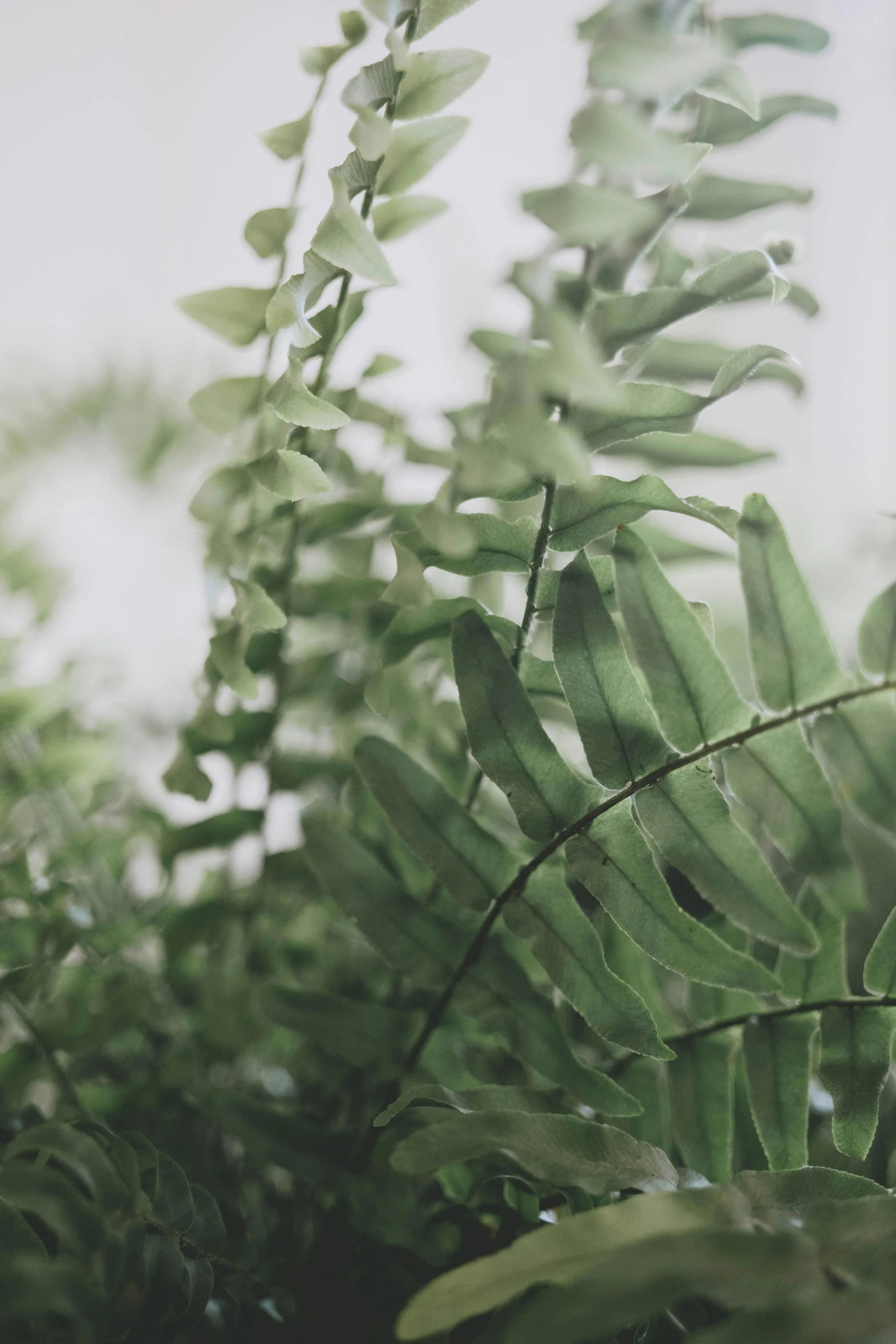 a close up of a plant with green leaves, trending on unsplash, slight haze, dried fern, porcelain, overcast