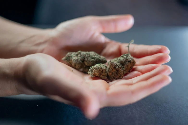 a person holding three marijuana buds in their hands, unsplash, hurufiyya, profile image, thumbnail, high definition image, shrooms