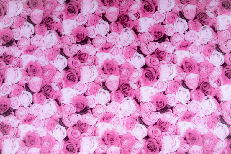 a large group of pink and white roses, inspired by Rose Henriques, cotton fabric, glossy surface, purple - tinted, infinity