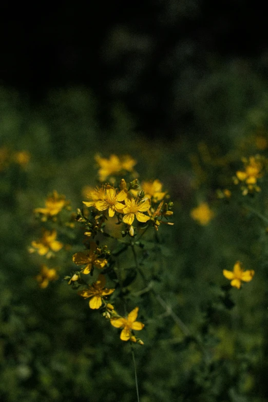 a bunch of yellow flowers in a field, paul barson, loosely cropped, starry, overgrown with weeds