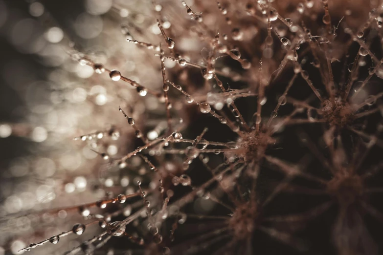 a bunch of water droplets sitting on top of a plant, a macro photograph, inspired by Elsa Bleda, unsplash, art photography, hyphae, muted brown, bokeh photo, ornate spikes