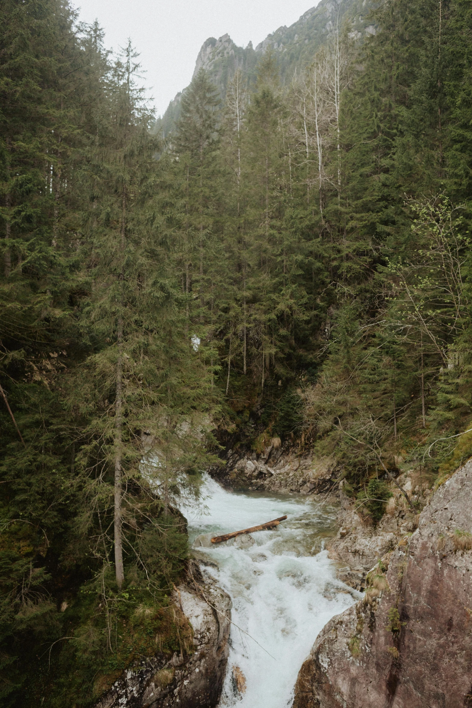 a river running through a lush green forest, inspired by Thomas Struth, dolomites, kodak portra 160, glacier, f / 2 0