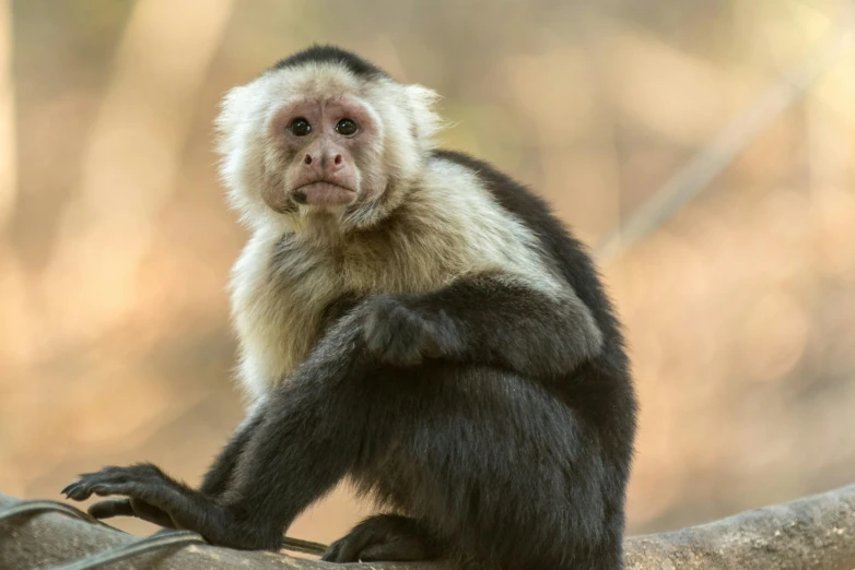 a monkey sitting on top of a tree branch, a portrait, trending on pexels, renaissance, full face frontal centered, amazonian, extremely pale, black