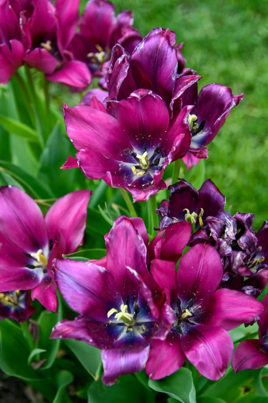 a group of purple flowers sitting on top of a lush green field, hourglass shaped eye irises, tulips, indigo and venetian red, purple and black color scheme