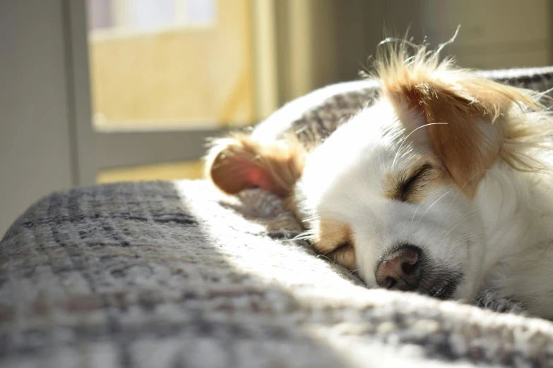 a small white dog laying on top of a bed, pexels contest winner, warm sunshine, corgi, asleep, in a comfy house