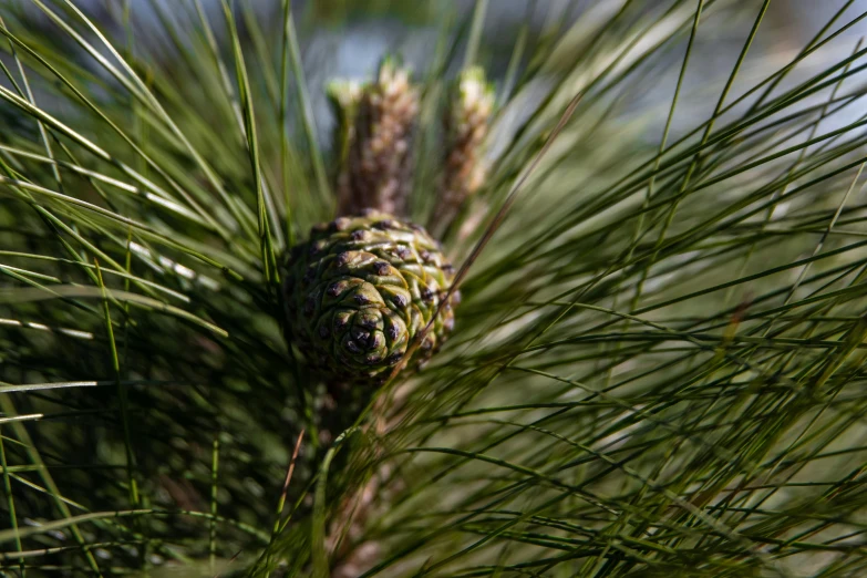 a close up of a pine cone on a pine tree, a portrait, by Andrew Domachowski, unsplash, hurufiyya, flowering buds, portrait image