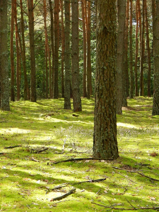 a forest filled with lots of green grass and trees, inspired by Ivan Shishkin, unsplash, land art, ((trees))