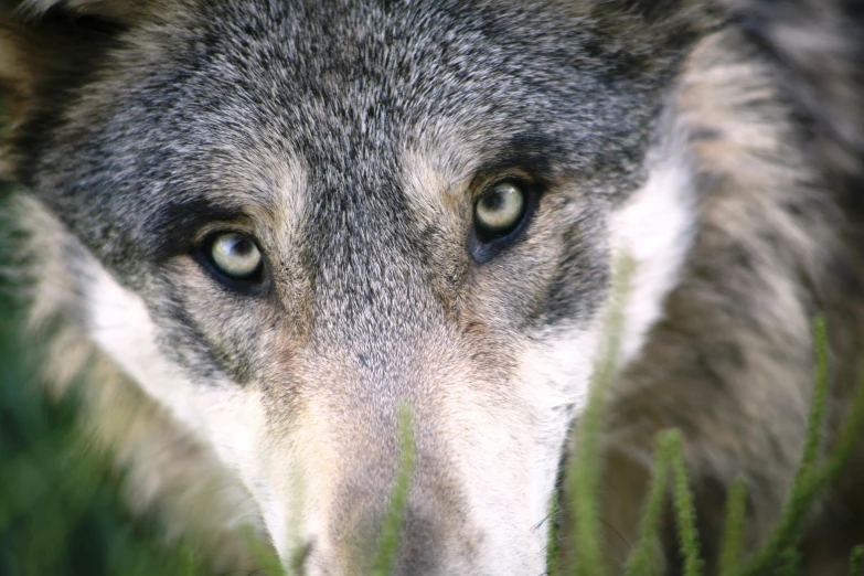 a close up of a wolf looking at the camera, photo”