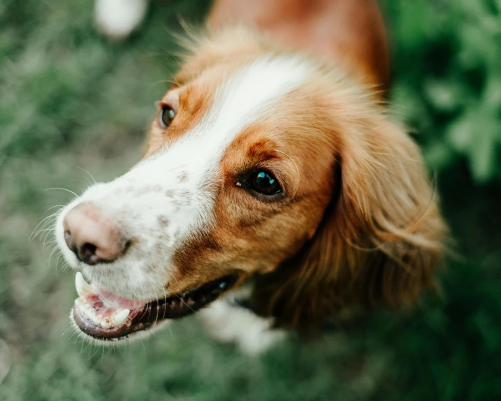 a brown and white dog standing on top of a lush green field, pexels contest winner, close - up on face, australian, playful smile, realistic footage