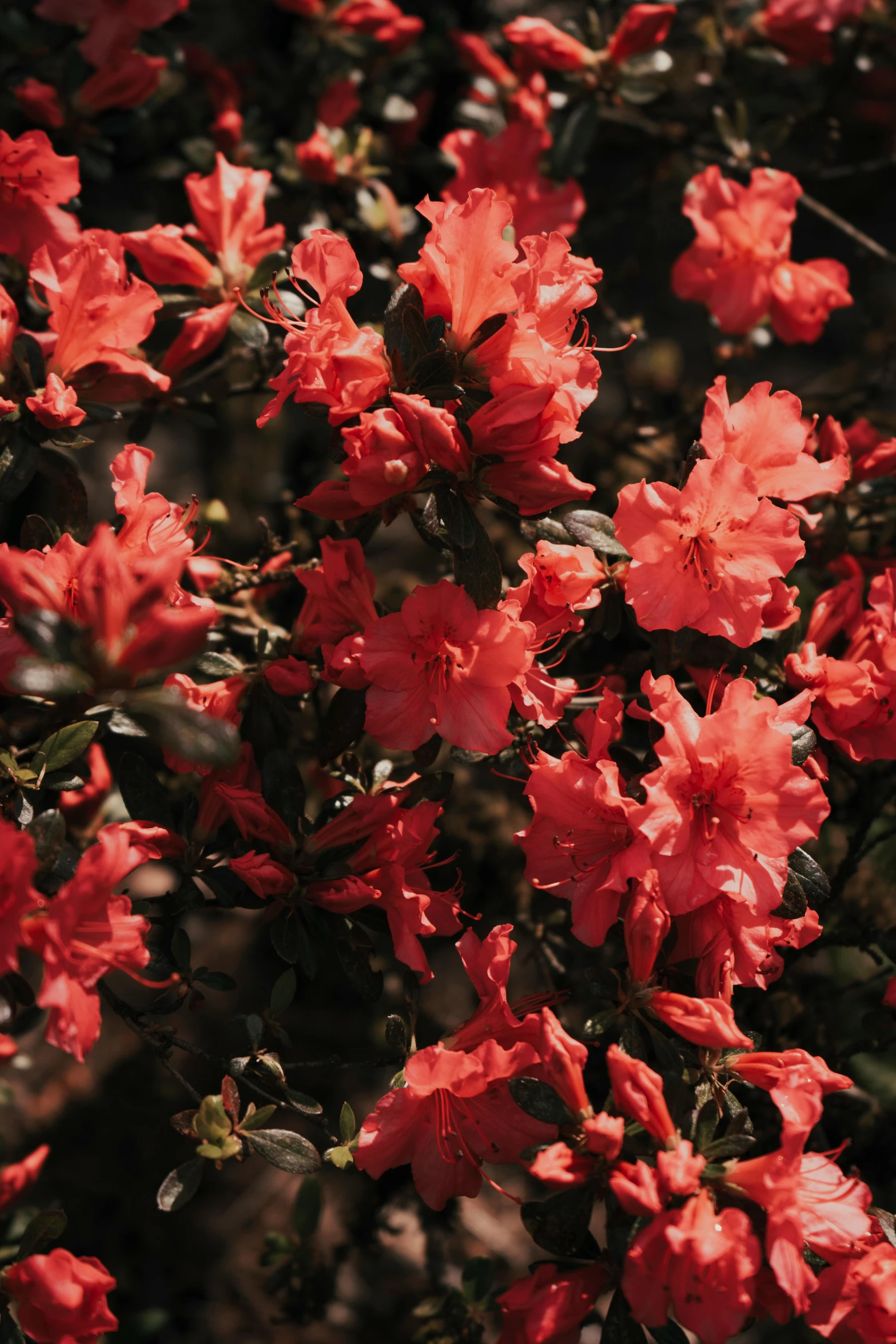 a bunch of red flowers sitting on top of a lush green field, an album cover, trending on unsplash, romanticism, bougainvillea, with a black dark background, manuka, grainy quality