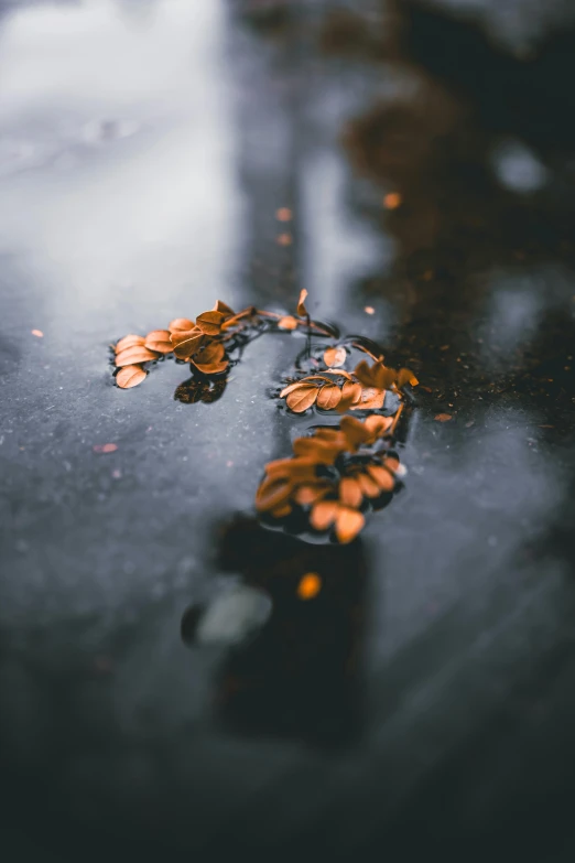 a puddle of water with leaves on it, an album cover, by Sebastian Spreng, unsplash contest winner, intricate copper details, dark grey and orange colours, unsplash 4k, trending on 500px