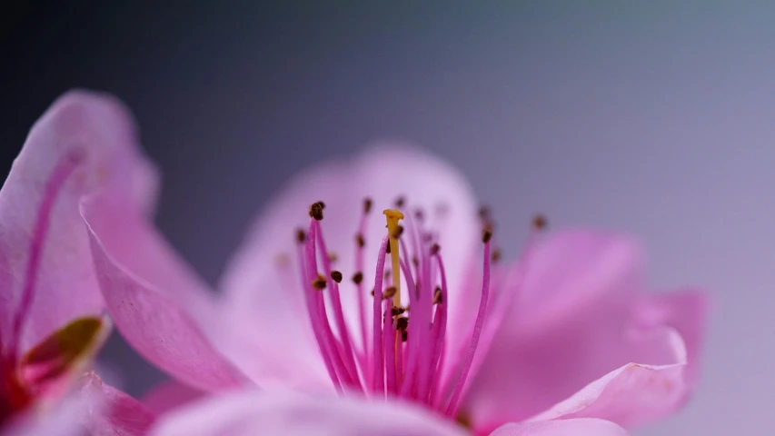 a close up view of a pink flower, a macro photograph, by Adam Marczyński, trending on pixabay, cherry blossom, macro photography 8k, ilustration, plain background