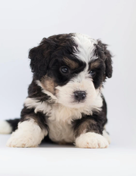 a black and white puppy is laying down, trending on unsplash, photorealism, super fluffy, lgbtq, multiple stories, transparent background