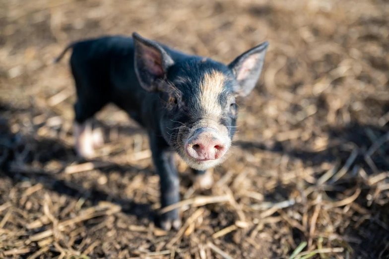 a small pig standing on top of a dry grass covered field, unsplash, renaissance, black, a wooden, australian, closeup of an adorable