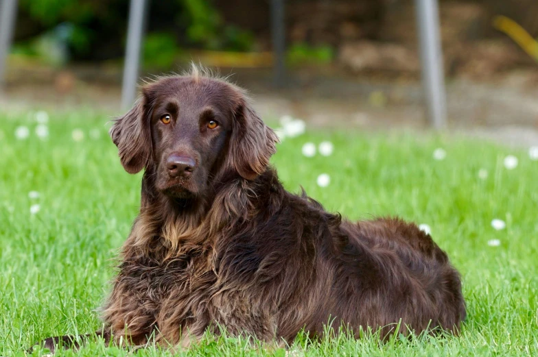 a brown dog laying on top of a lush green field, brown long hair, portrait image, chocolate, no cropping