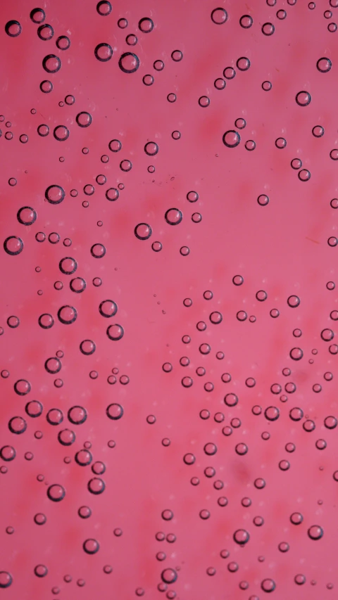 a close up of water bubbles on a red surface, an album cover, inspired by Lucio Fontana, pexels, ((pink)), made of nanomaterials, 4 k hd wallpapear, panel